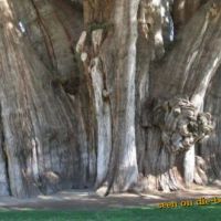 Die besten Bilder:  Position 1 in bÄume - Fetter Riesen Baum