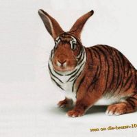 Tiger-Hase