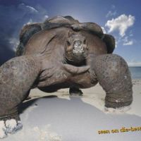 Urzeit-Monster greift an - Riesen-Schildkröte am Strand