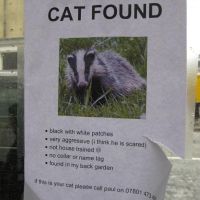 Cat Found - Very Aggressive
