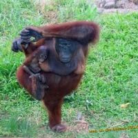 This is Yoga - Oran Utan Weibchen mit Baby