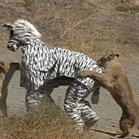 Mit Zebrakostüm auf Safari ist nicht intelligent