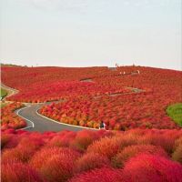 Rote Landschaft