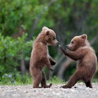 Bären Karate Kampf