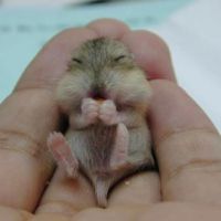 Hamster Baby