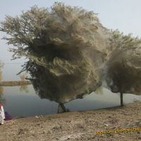 Flut treibt Spinnen in die Bäume