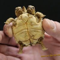 Siamnesische Schildkröten Baby