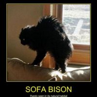 Sofa Bison