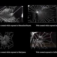 Spinnennetze weben unter Drogen 