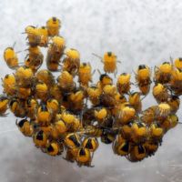 Araneus diadematus - baby spiders