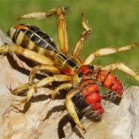 Camel Spider