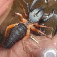 Camel Spider