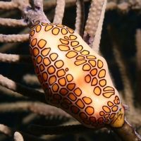 Schnecke Flamingo Tongue