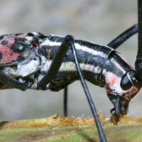 Macrochenus Isabellinus