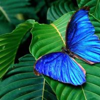 Blauer Schmetterling