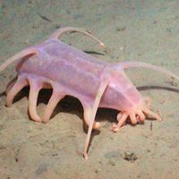 Sea Pig