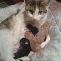 Katzen-Mama mit Babies