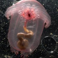The Best Pics:  Position 1 in  - intestine jellyfish