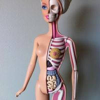 Barbie Anatomie Model