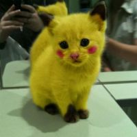 Pikachu Katze