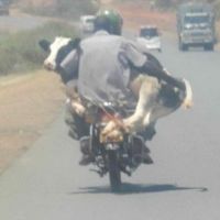 Die besten Bilder:  Position 1 in transport - Muhtorrad - Kuh mit Motorrad transportieren