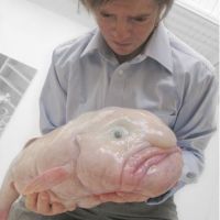 Blobfish