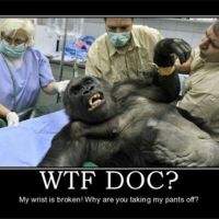 WTF Doc - Warum zieht ihr meine Hose aus - Gorilla