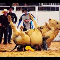 You doin it Wrong - Bull Riding