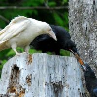 Albino Rabe