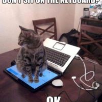 Dont Sit On The Keyboard? O.K. Laptop-Cat