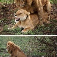 He has done a good job - Lion Sex