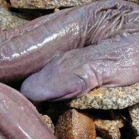 Brasilianische Penis-Schlange