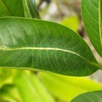 Perfekte Tarnung - Raupe auf Blatt 