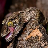 Lebende Baumrinde - Mossy Leaf-Tailed Gecko