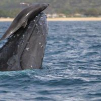 Delfin und Pottwal spielen oder Streiten