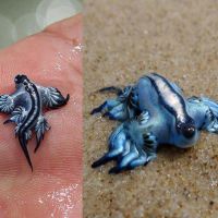 Blue Ocean Schnecke (Glaucus atlanticus)