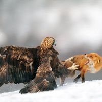 Adler versus Fuchs - Adler greift Fuchs an