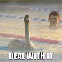 Deal with it - Schwan zieht seine Runden in Freibad