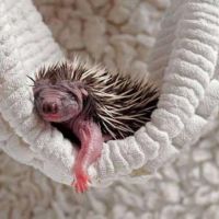 Igel Baby