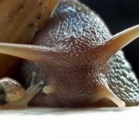 Baby Schnecke und Mama Schnecke