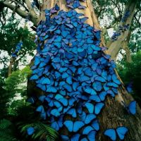 Die besten Bilder:  Position 1 in insekten - Blue morpho butterfly