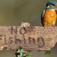 No Fishing - Eisvogel provoziert