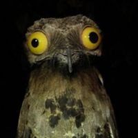 The Brilliantly-Eyed Potoo Bird