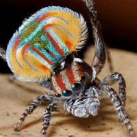 Bunte Spinne