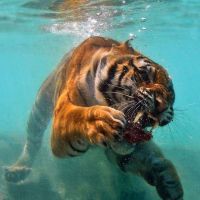 Tiger unter Wasser