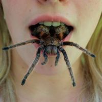 Die besten Bilder:  Position 1 in spinnentiere - Spinne im Mund