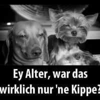 bekiffte Hunde