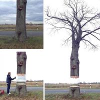 Graffiti, Baum, optische Täuschung