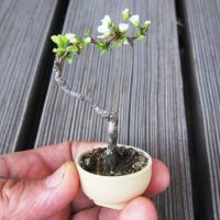 Bonsai, Baum, Miniatur, Blüte