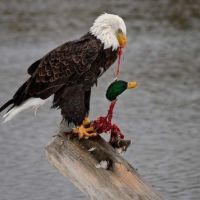 Natur, SeeAdler, Ente, fressen, Nahrung